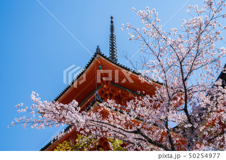 清水寺の三重塔と桜 50254977