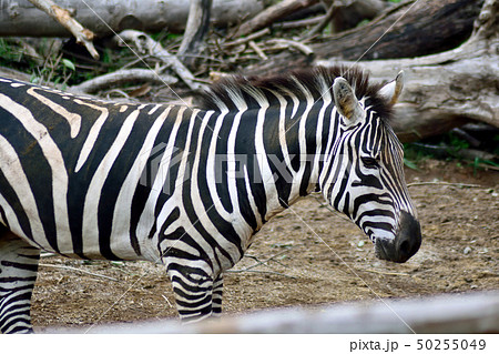 グラントシマウマ 上半身アップ 50255049