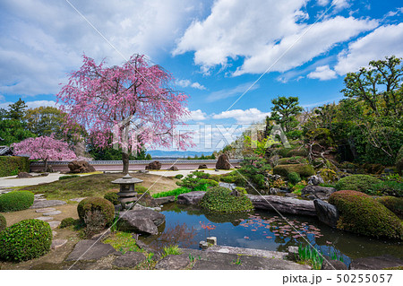 京都　正法寺（しょうぼうじ）の石庭と紅枝垂れ桜　　 50255057