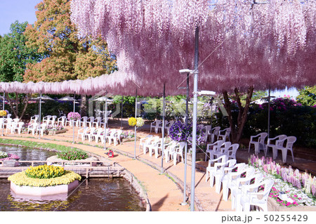 足利市 あしかがフラワーパーク うす紅藤 足利市 あしかがフラワーパーク うす紅藤 50255429