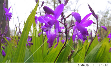 16：9　シランの群生(紫） 50256918