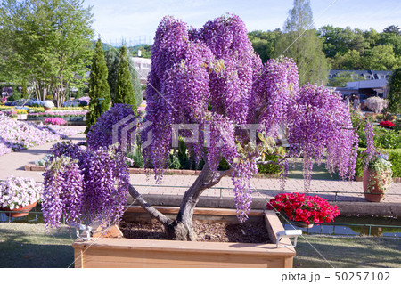 足利市 あしかがフラワーパーク 藤の盆栽の写真素材
