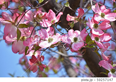 ハナミズキ（花水木） 50257147