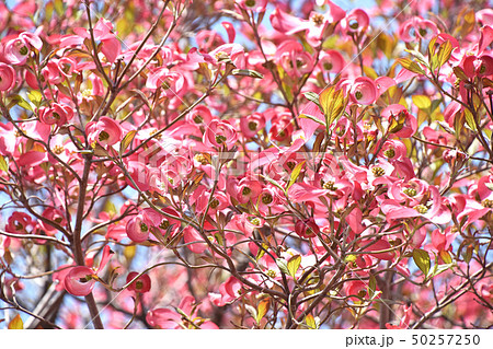 ハナミズキ（花水木） 50257250