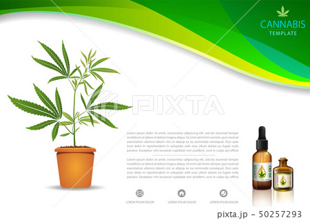 Marijuana plant and cannabis oil bottles vector. 50257293