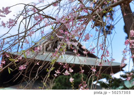 枝垂れ桜 建長寺境内 法堂 枝垂れ桜 建長寺境内 法堂 50257303
