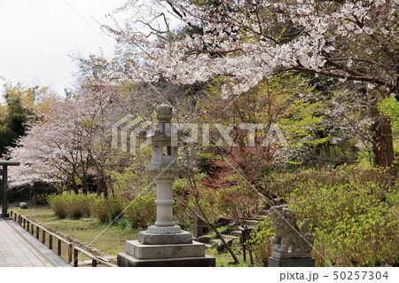 建長寺半僧坊　建長寺境内　 鎌倉の桜　 50257304