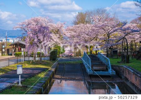 京都　インクラインの桜と運輸船 50257329