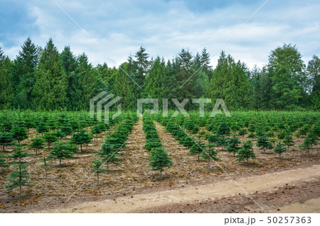Planting stock of pine trees at the road. 50257363