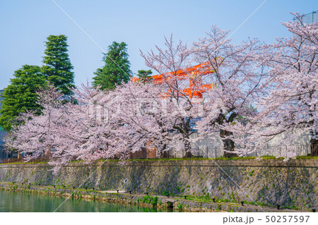 京都　岡崎疎水の桜と平安神宮の大鳥居 50257597