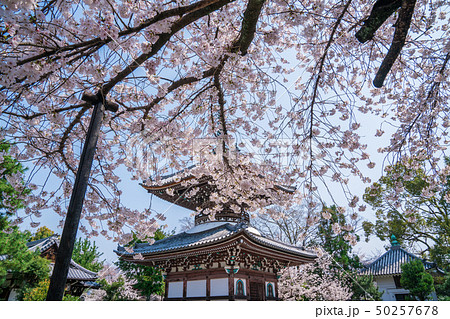 京都 本法寺の桜 京都 本法寺の桜 50257678