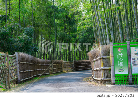 京都府向日市　竹の径　　 50257803