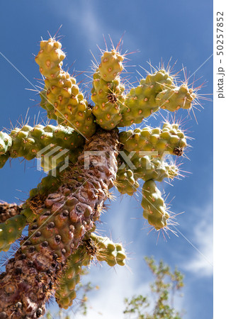 Closeup of cactus against a blue sky in desert of Closeup of cactus against a blue sky in desert of 50257852