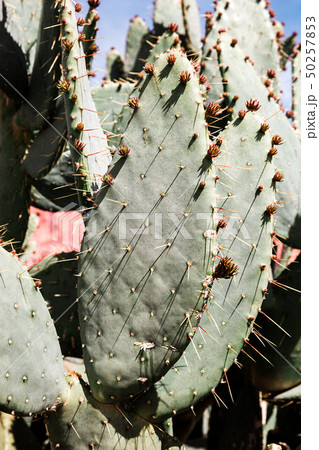 Closeup of prickly pear cactus in the desert Closeup of prickly pear cactus in the desert 50257853