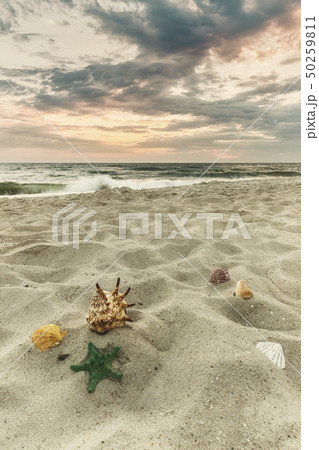 Shells on sea sand 50259811