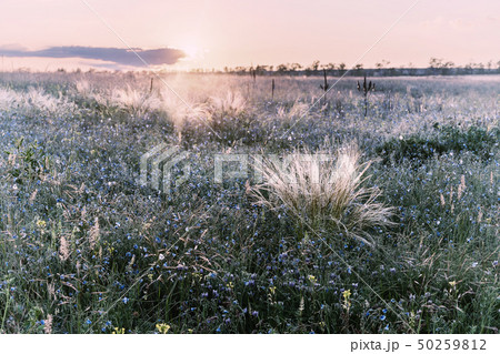 Grass and flowers in steppe Grass and flowers in steppe 50259812