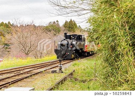 春の小湊鉄道 里山トロッコ 里見駅 春の小湊鉄道 里山トロッコ 里見駅 50259843