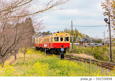 春の小湊鉄道 里山トロッコ 里見駅 春の小湊鉄道 里山トロッコ 里見駅 50259898