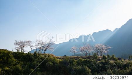 春の赤木城跡 春の赤木城跡 50259974
