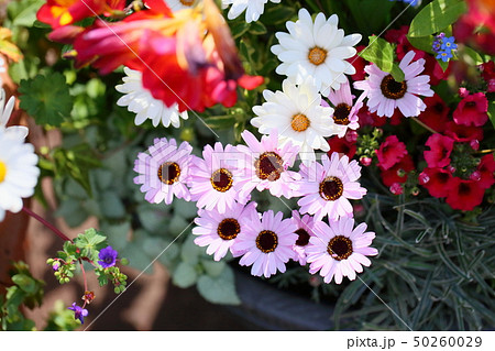 ピンクのキク科の花の写真素材
