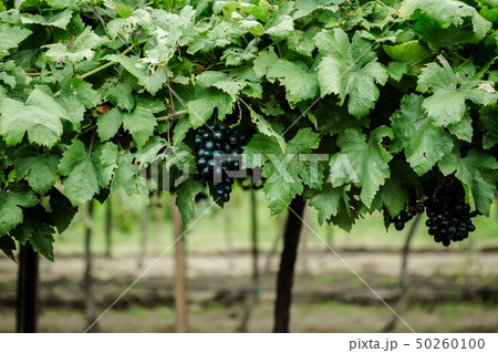 Farm, Vineyard, Thailand, Agriculture, Grape 50260100