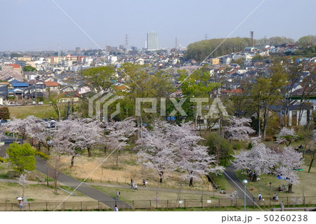 村山貯水池のダムから見た桜 村山貯水池のダムから見た桜 50260238