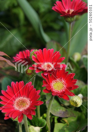 ガーベラ ガーベラ 50260301