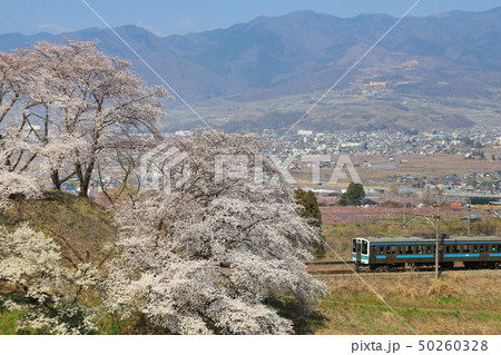 勝沼ぶどう郷　桜　211系 50260328