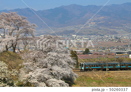 勝沼ぶどう郷 桜 211系 勝沼ぶどう郷 桜 211系 50260337