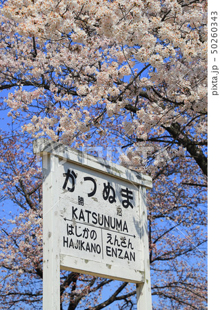 勝沼ぶどう郷駅 甚六桜 勝沼ぶどう郷駅 甚六桜 50260343