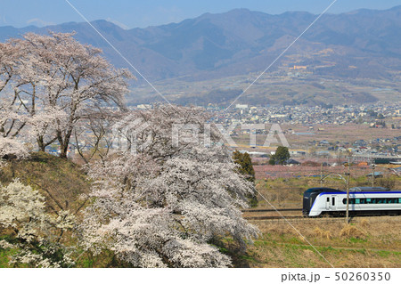 勝沼ぶどう郷 桜 E353系 勝沼ぶどう郷 桜 E353系 50260350