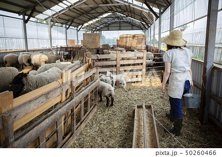 羊農家の女性 羊農家の女性 50260466
