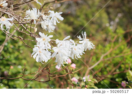 シデコブシの花 シデコブシの花 50260517