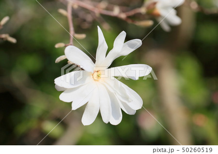 シデコブシの花 50260519