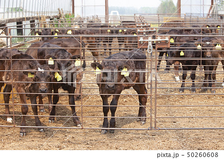 牛舎の子牛 50260608