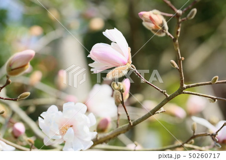 シデコブシの花 シデコブシの花 50260717