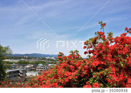 つつじの丘 つつじの丘 50260936