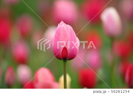 【茨城県】　国営ひたち海浜公園　チューリップ 50261254