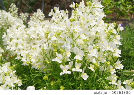 白い小花 ネメシア の写真素材