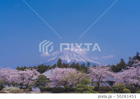 大石寺で見る富士山と桜 50261451