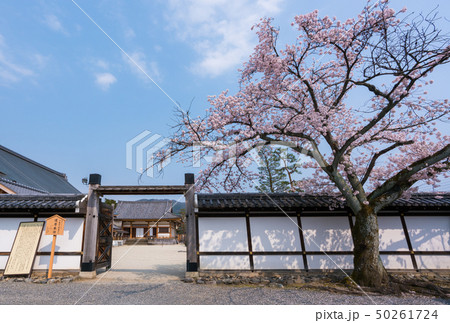 京都　聖護院門跡の桜　 50261724