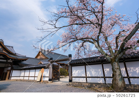 京都　聖護院門跡の桜　 50261725