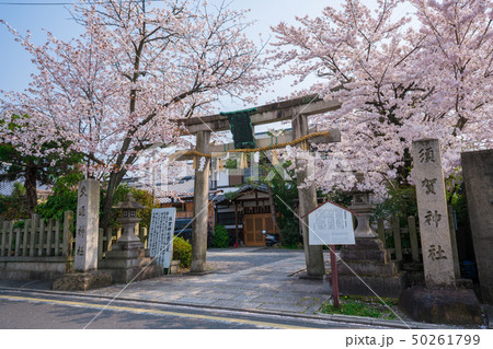 京都　交通神社（須賀神社）の桜 50261799