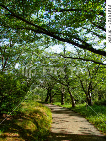 森の遊歩道 50261913