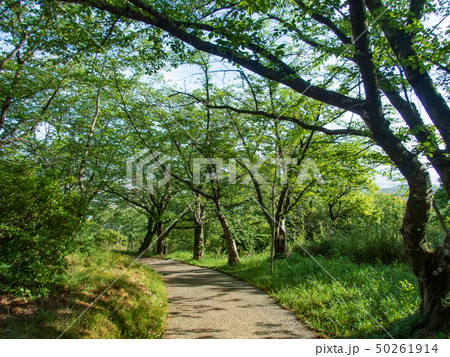 森の遊歩道 50261914