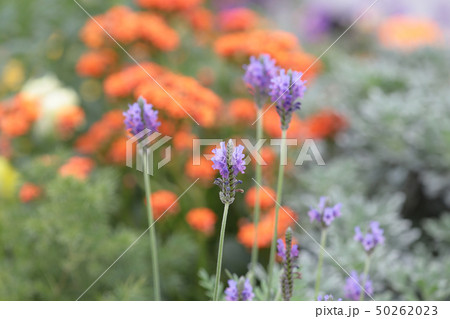 a flower show at hong kong 2014 50262023