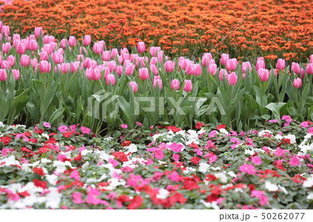 a flower show at hong kong 2014 a flower show at hong kong 2014 50262077
