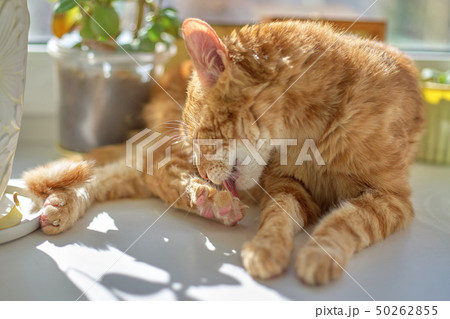 Red cat lying on a white window sill and licking Red cat lying on a white window sill and licking 50262855
