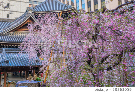 京都　六角堂の枝垂れ桜 50263059