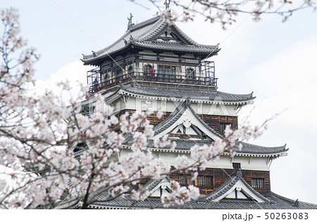 桜に彩られた広島城の天守 50263083